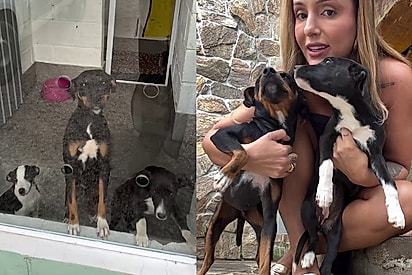 Em meio à viagem de casamento, noivos encontram três ‘bebês’ precisando de ajuda