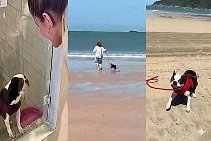 Ela só existia para gerar filhotes: Após 3 anos sem liberdade, Duduca corre pela areia e vive o momento mais feliz