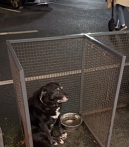 Dentro do cercadinho, estava um vira-latinha preto.