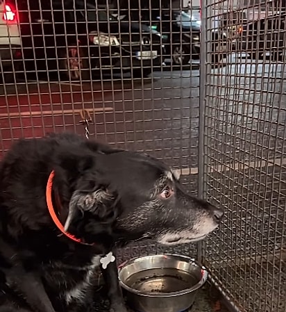 O cão parecia desconfortável em falar com um estranho.