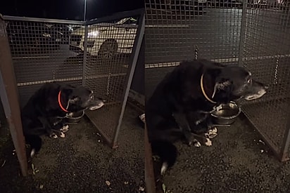 “Pai, vem logo”: Jovem interage com cão que esperava pelo tutor, mas reação inesperada do pet surpreende