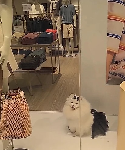 A cachorrinha decidiu sentar na vitrine da loja.