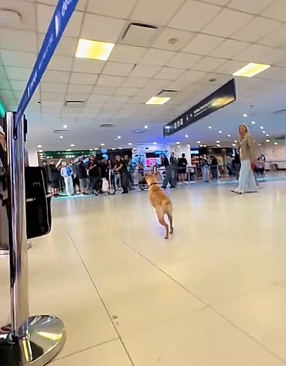 Quando o pet viu a tutora, saiu animado ao encontro dela.