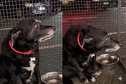 “Pai, vem logo”: Jovem interage com cão que esperava pelo tutor, mas reação inesperada do pet surpreende