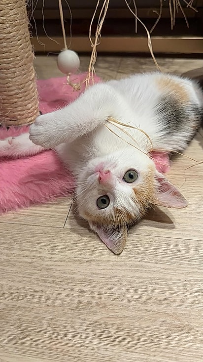 Mel é uma gatinha muito manhosa.