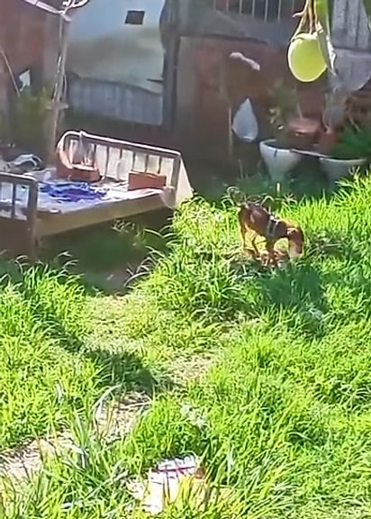 A cachorrinha estava sendo completamente negligenciada.