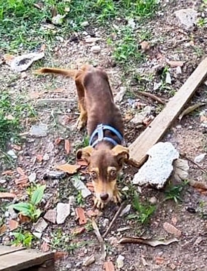A cachorrinha estava pele e osso.