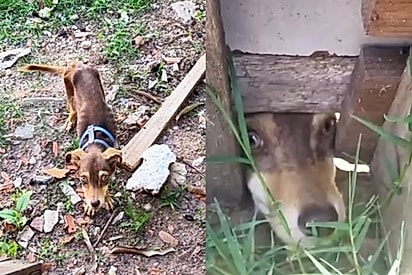 Ela está salva: Filhotinha de olhos claros encontra um lar após abandono