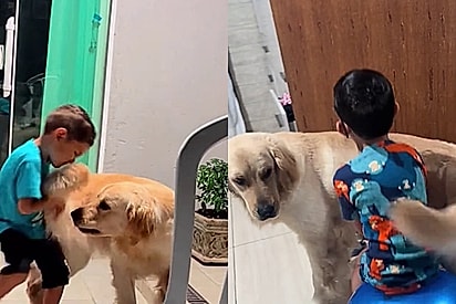 Cachorro golden retriever usa o próprio corpo para proteger menino cego