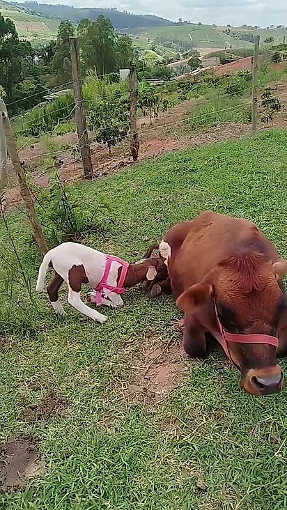 Manu corre para o pastor para poder encontrar a mãe.