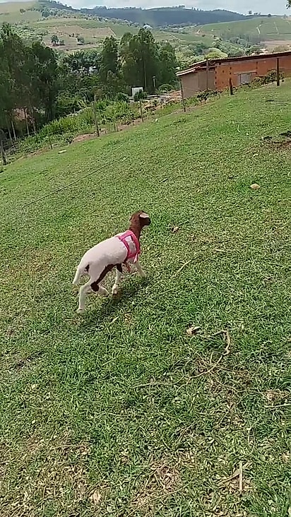 A ovelhinha adora sua mãe.