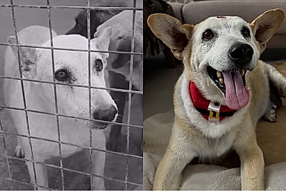 Após 12 anos vivendo atrás das grades, cão idoso é adotado e descobre o que é ser amado.