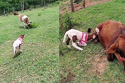 Vaca perde filhote e supera depressão pós-parto após adotar ovelha órfã