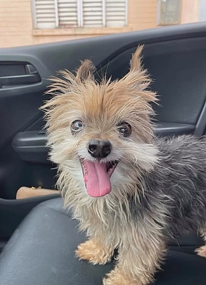 Keko, um cãozinho que partiu aos 19 anos.