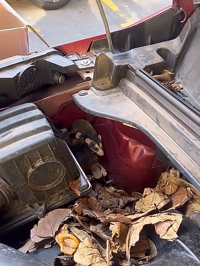 Marcelinho encontrou uma ninhada de saruês dentro do capô do carro.