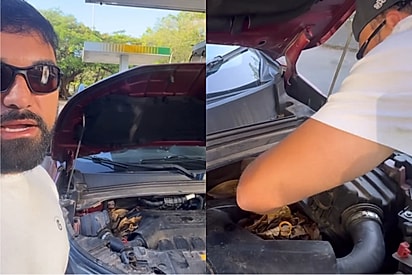 ‘Cara, logo no meu carro’: Protetor fica incrédulo ao descobrir pequena família escondida no capô.