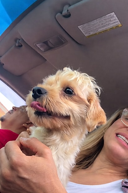 Os cães ficaram felizes quando viram Keila.