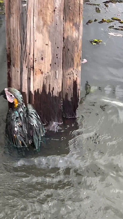 A pescadora conseguiu resgatar a ave.