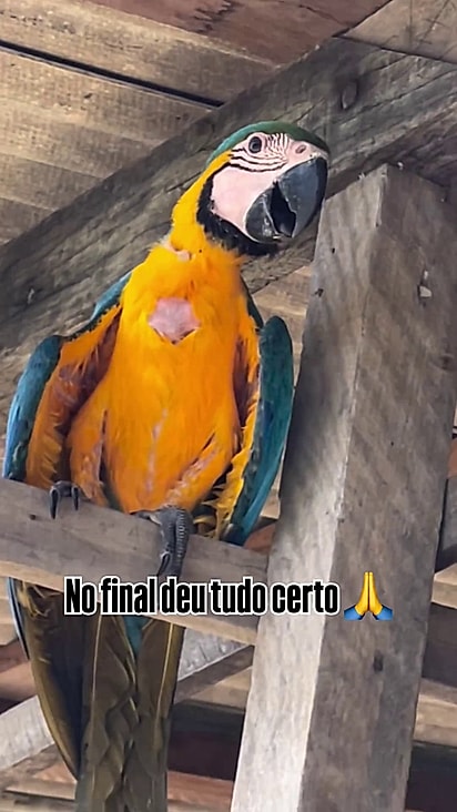 Os pais encontraram a arara em segurança e a alimentaram diarimanete,