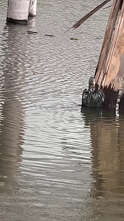 Nil pediu ajuda para um vizinho pilotar o barco até a ave.