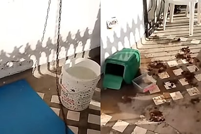 Ana estava presa na varanda em condições revoltantes.