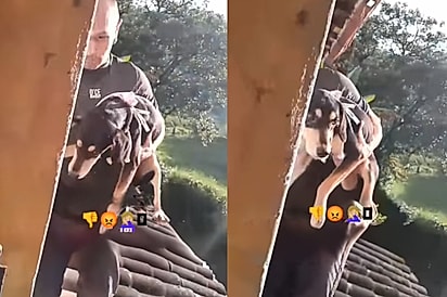 “O resgate dela foi praticamente um roubo”, afirmou a ONG.