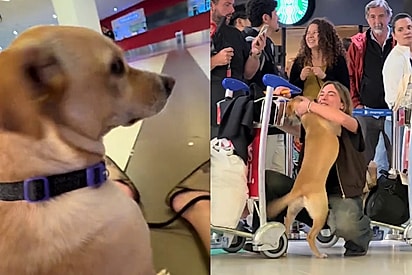 “Em 1 segundo ele a reconheceu na multidão”: Após dois longos anos afastado, cão corre para abraço carinhoso e cena emociona
