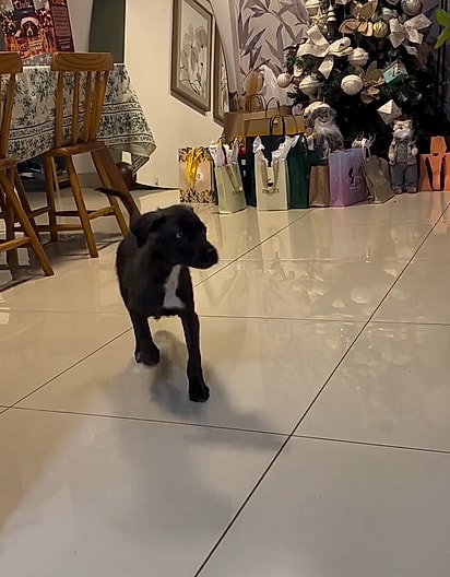 O Eduardo presenteou a mãe com um cachorrinho para curar a saudade, devolver o sorriso e mostrar que o amor de um pet cura.