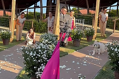 Ela parou para tirar foto, foi isso mesmo? Shih Tzu dama de honra, faz entrada perfeita em casamento e momento viraliza