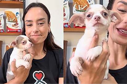 Filhote é devolvido após ser presente de Natal por não atender “padrão estético”.