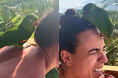 Ave silvestre surpreende internauta ao recusar sair de seu ombro durante um pouso inesperado