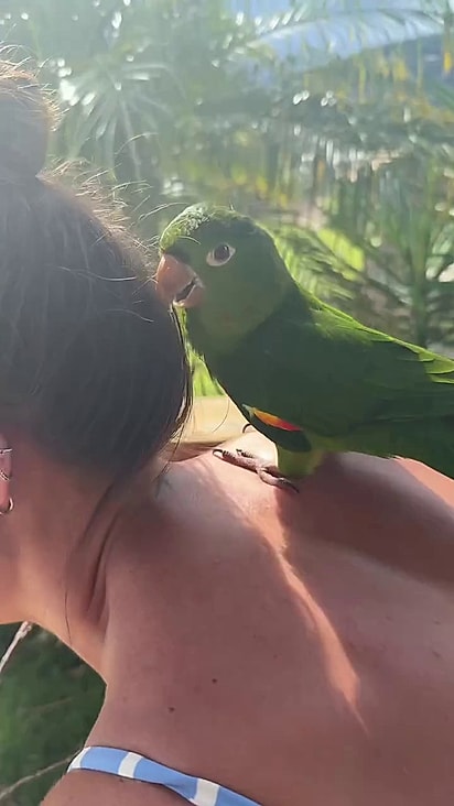 A maritaca adorou pousar na Isabela.