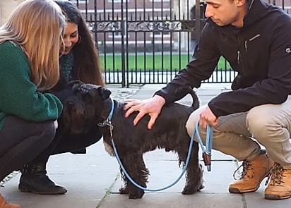 Um cão chamado Toby ajuda os alunos a tratar o estresse.