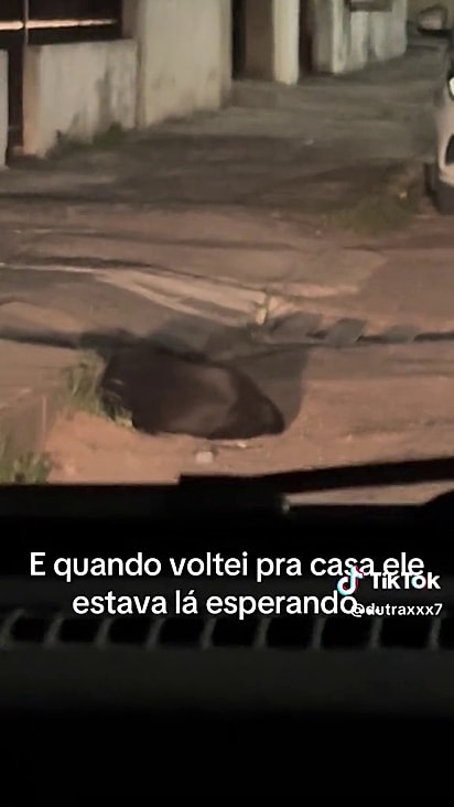 O cão permaneceu no local após ganhar comida e água.