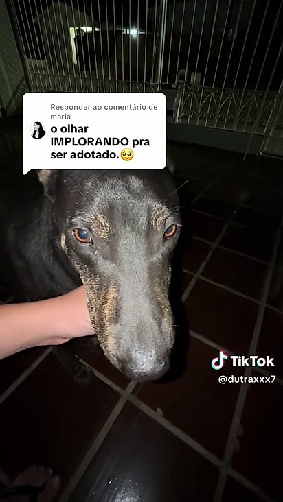 O cão foi levado para dentr do pátio após permanecer na rua esperando o jovem.