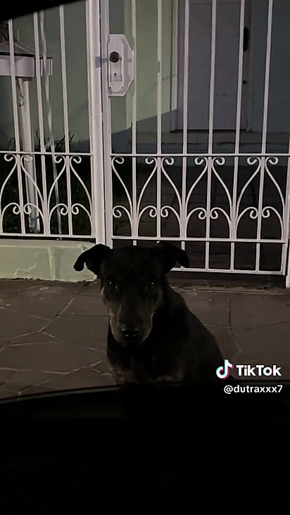 O animal encontrou um local seguro.