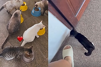 Por enquanto, o gatinho está separado dos demais.