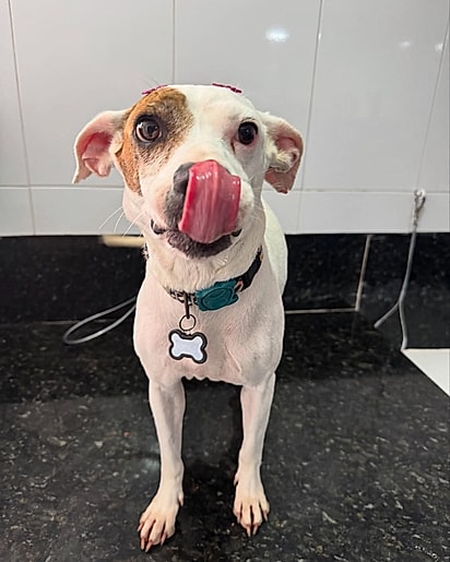 O projeto Casa do Vira-Lata transforma abandono em recomeços.