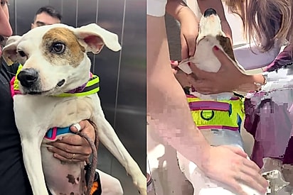 “Vai ser feliz, você merece”: Deixada para morrer, cachorrinha encontra o lar que sempre mereceu,