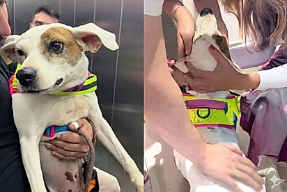 “Vai ser feliz, você merece”: Deixada para morrer, cachorrinha encontra o lar que sempre mereceu,