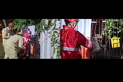 O Corpo de Bombeiros precisou ser acionado.