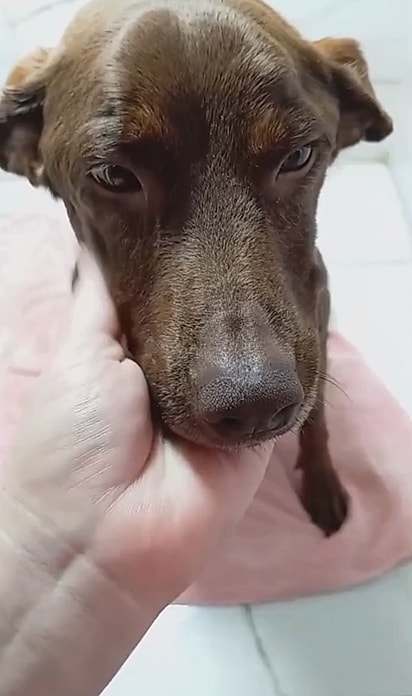 Cacau se mostrou uma cachorrinha dócil.