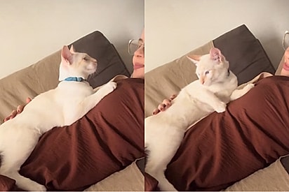 Gato tem reação hilária ao sentir bebê se mexer na barriga da tutora.