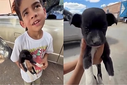 Mãe cogita abandonar cachorrinha encontrada na rua, mas resposta do filho surpreende.