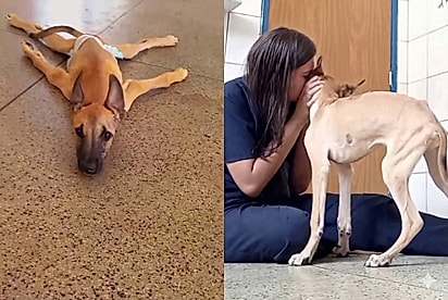Com poucos recursos e muito amor, veterinárias salvam cão caramelo paralisado, e primeiro passo emociona a equipe