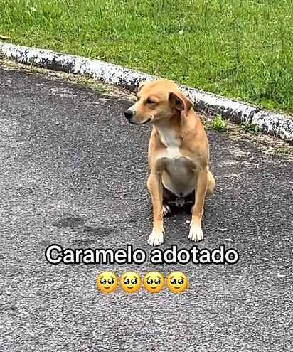 O cão Caramelo parecia sorrir.