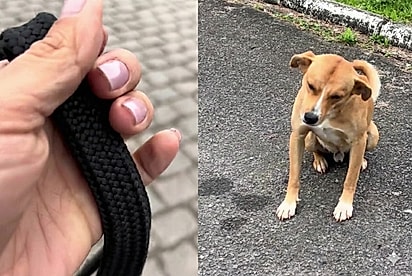 Cão comunitário tem a reação mais doce ao ouvir que ganhou um lar