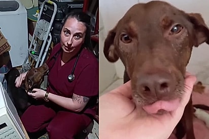 Devolvida ao abrigo com palavras duras, cachorrinha se revela a mais doce de todas