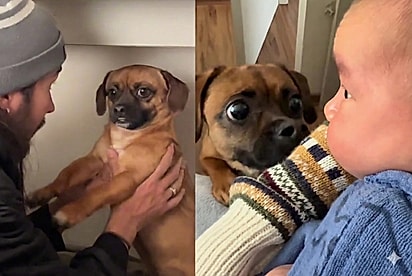 Cachorro que “não entendia” a gravidez da tutora tem a melhor reação ao conhecer o bebê