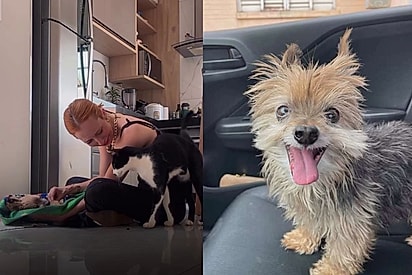 19 anos de amor: Tutora se despede do cãozinho da adolescência e emociona a internet